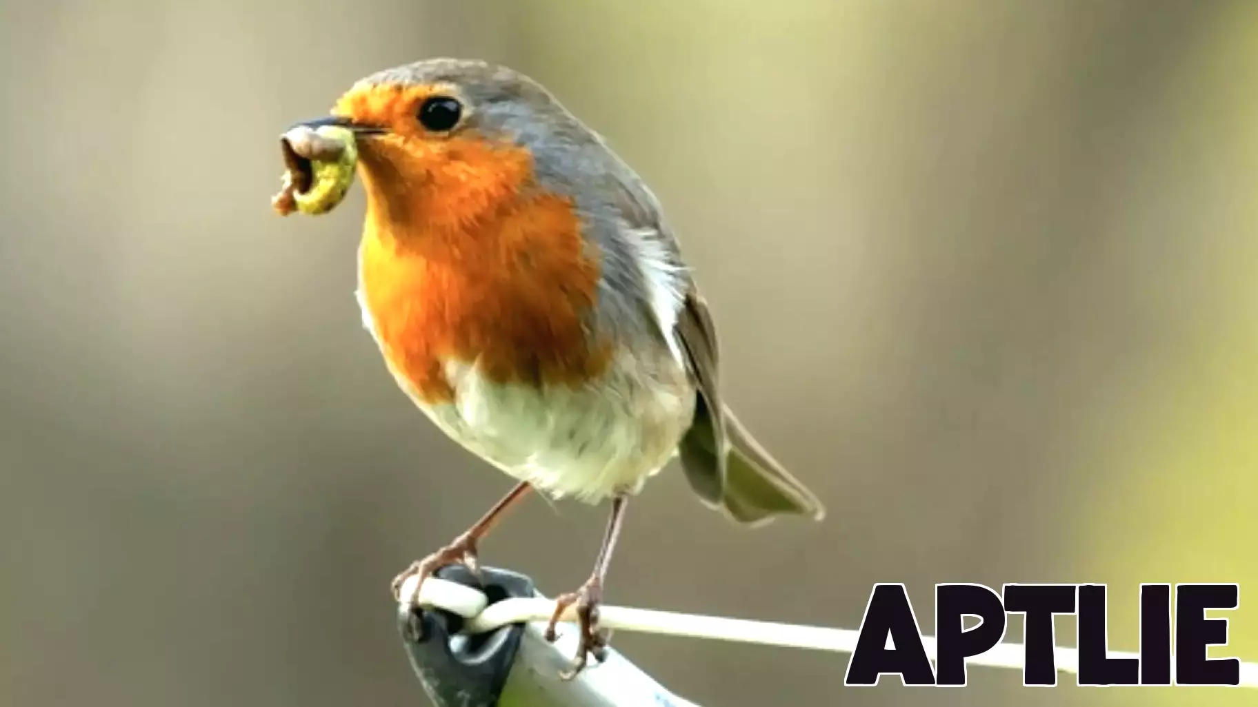 Rethinking the Early Bird Metaphor