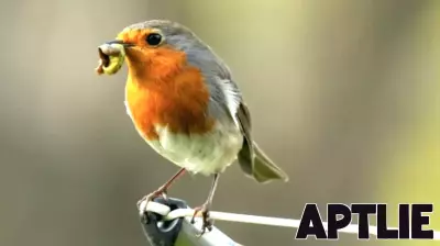 Rethinking the Early Bird Metaphor
